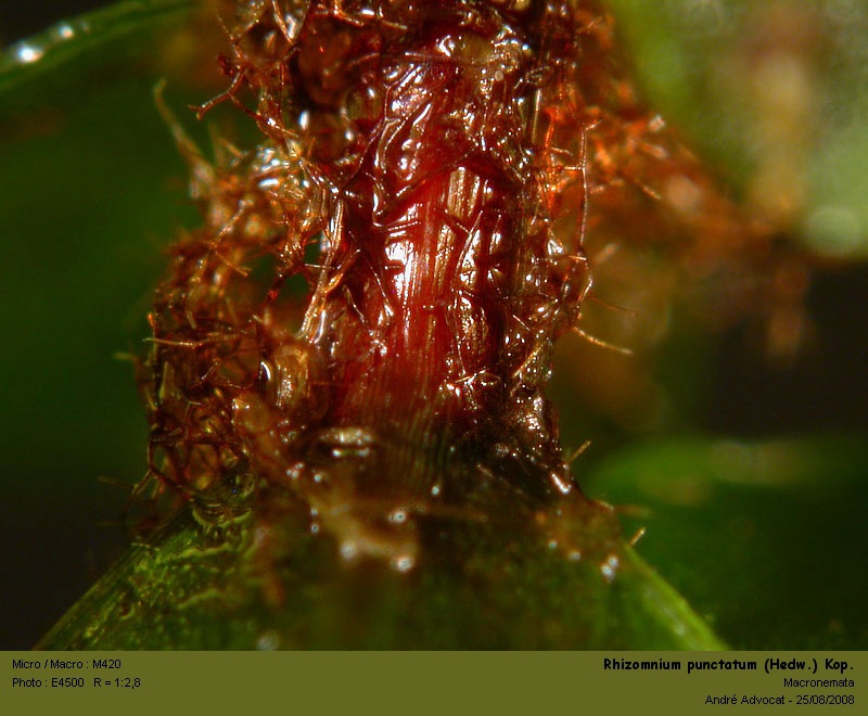 Rhizomnium punctatum (Hedw.) Kop.  (Mniacée) #5299