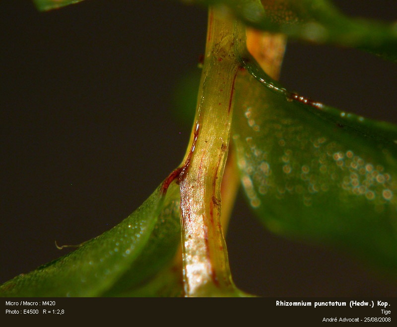 Rhizomnium punctatum (Hedw.) Kop.  (Mniacée) #5300