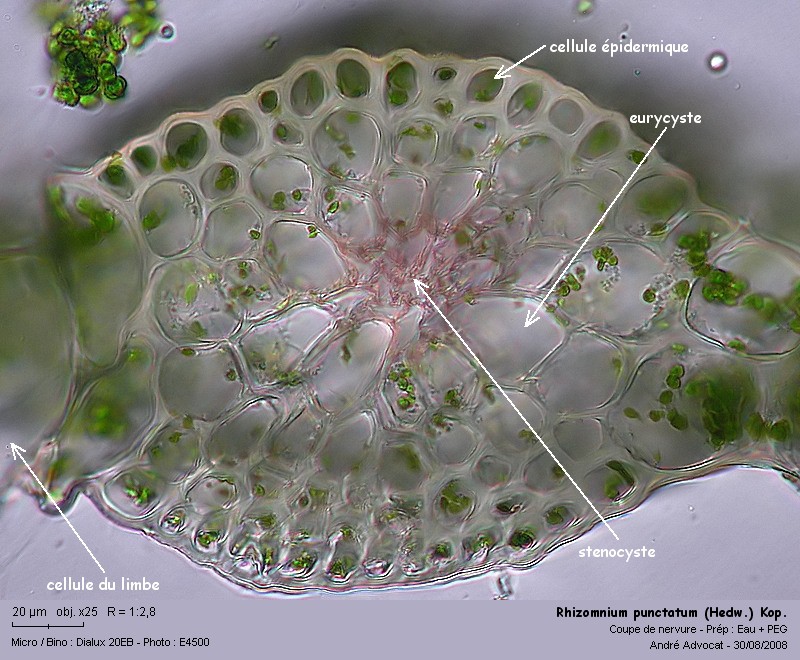 Rhizomnium punctatum (Hedw.) Kop.  (Mniacée) #5302