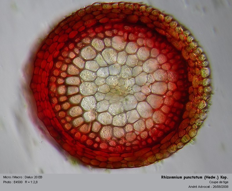 Rhizomnium punctatum (Hedw.) Kop.  (Mniacée) #5301