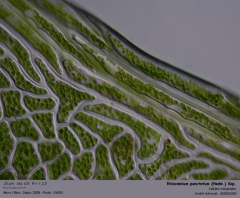 Rhizomnium punctatum (Hedw.) Kop.  (Mniacée) #5256