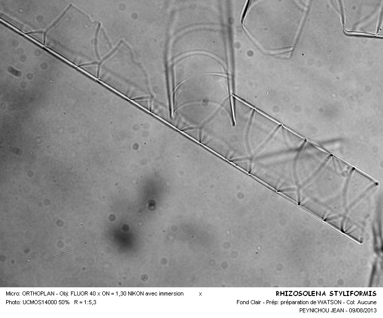 RHIZOSOLENA STYLIFORMIS #33182