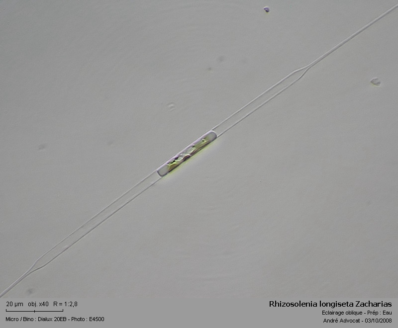 Rhizosolenia longiseta Zacharias (Diatomée d eau douce) #5847