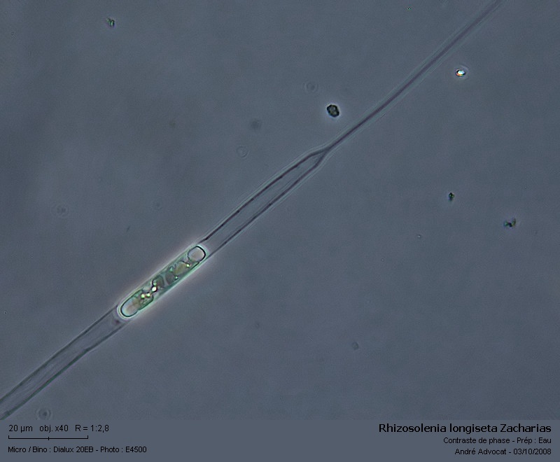 Rhizosolenia longiseta Zacharias (Diatomée d eau douce) #5848