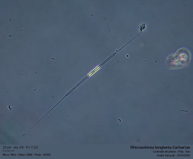 Rhizosolenia longiseta Zacharias (Diatomée d eau douce) #5846