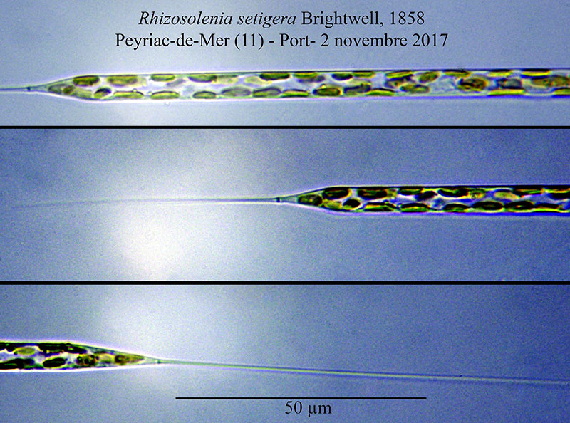 Rhizosolenia setigera #52421