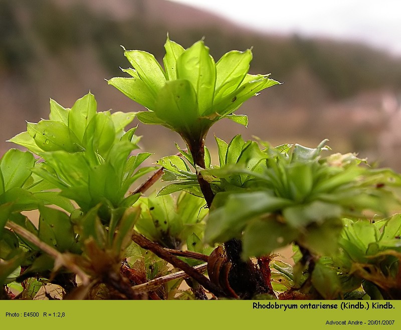 Rhodobryum ontariense (Kindb.) Kindb. #1495