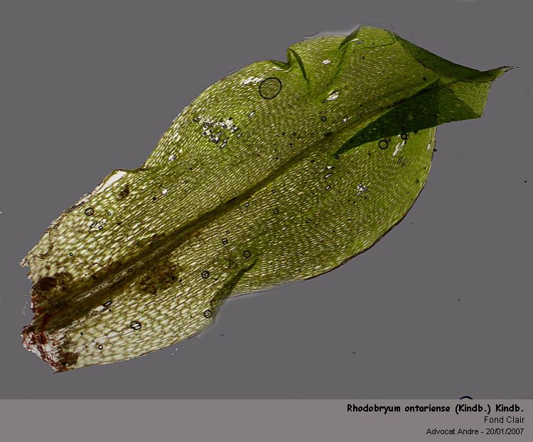 Rhodobryum ontariense (Kindb.) Kindb. #1496