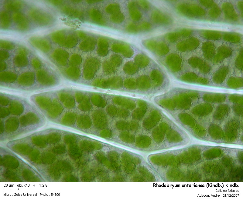 Rhodobryum ontariense (Kindb.) Kindb. #1502