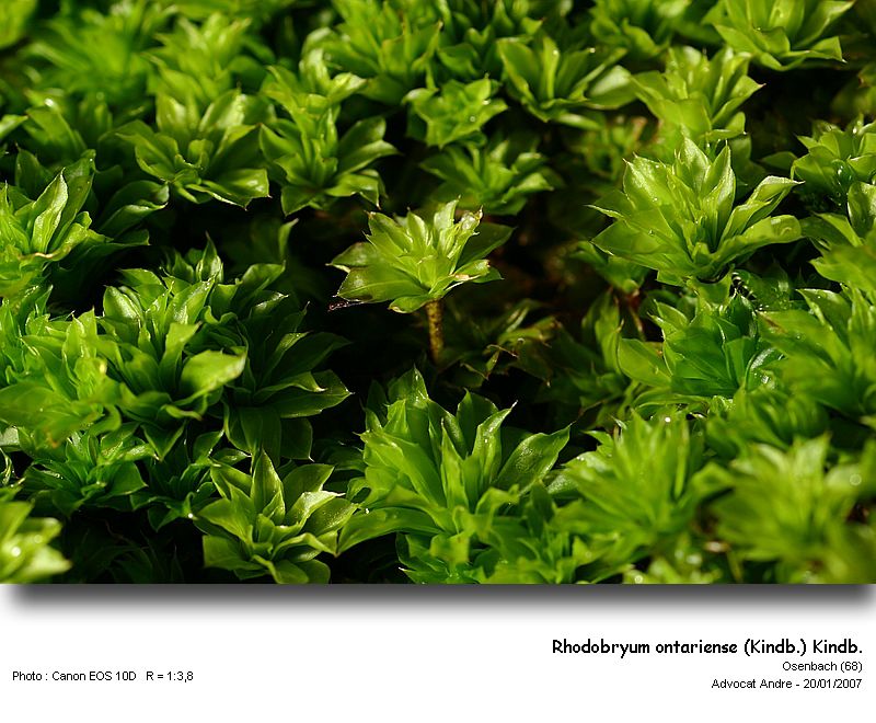 Rhodobryum ontariense (Kindb.) Kindb. #1494