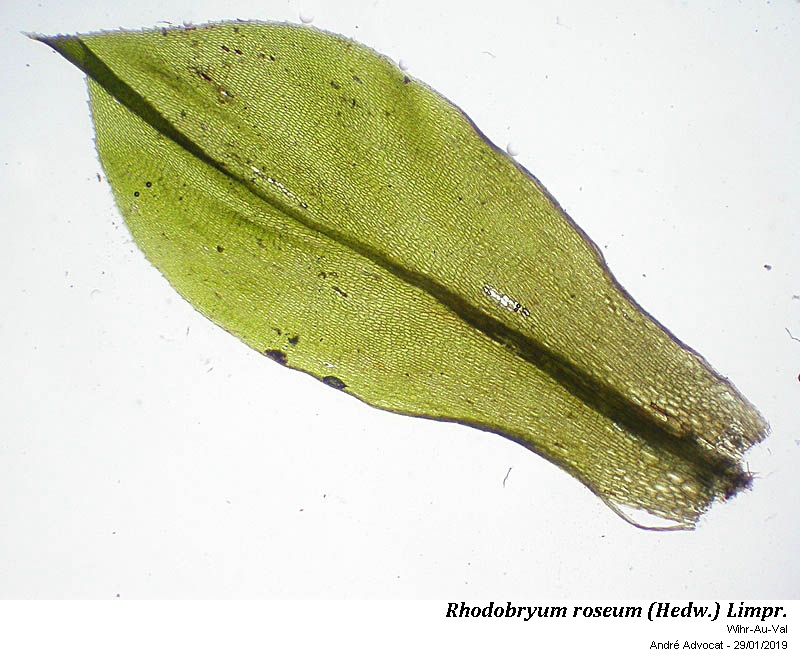 Rhodobryum roseum (Hedw.) Limpr. #57423