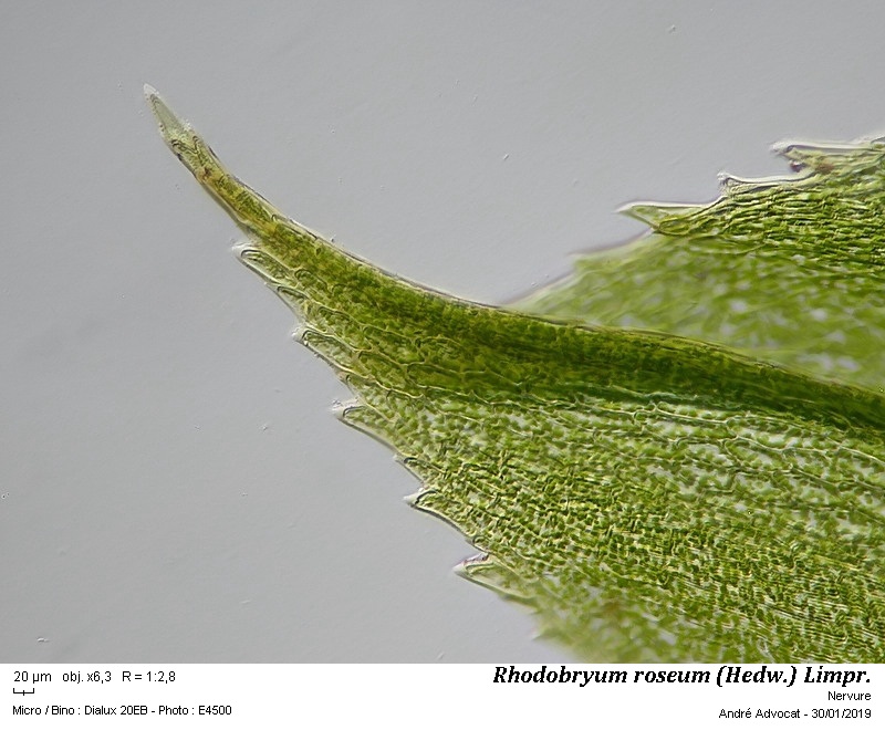 Rhodobryum roseum (Hedw.) Limpr. #57425