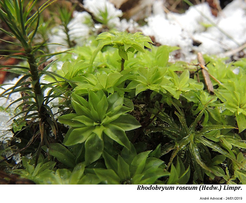 Rhodobryum roseum (Hedw.) Limpr. #57422
