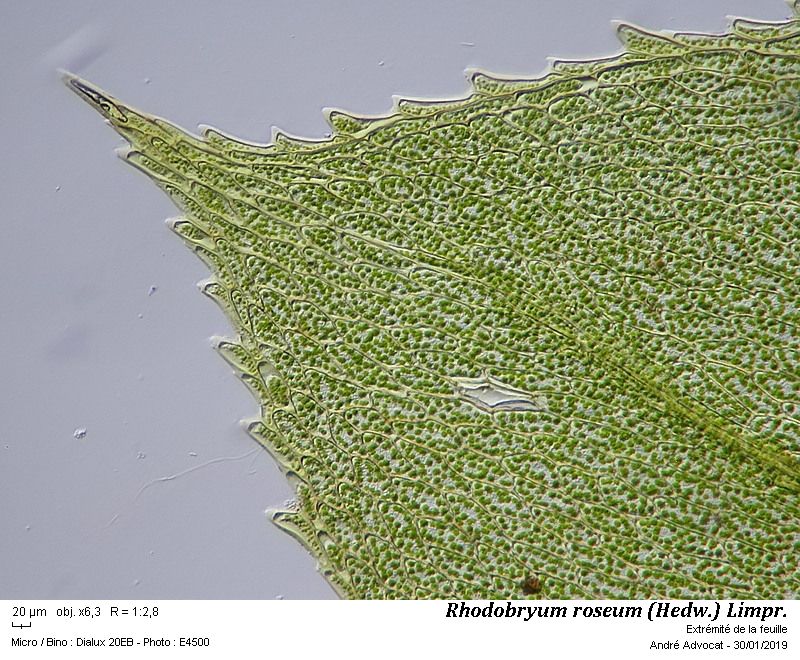 Rhodobryum roseum (Hedw.) Limpr. #57426