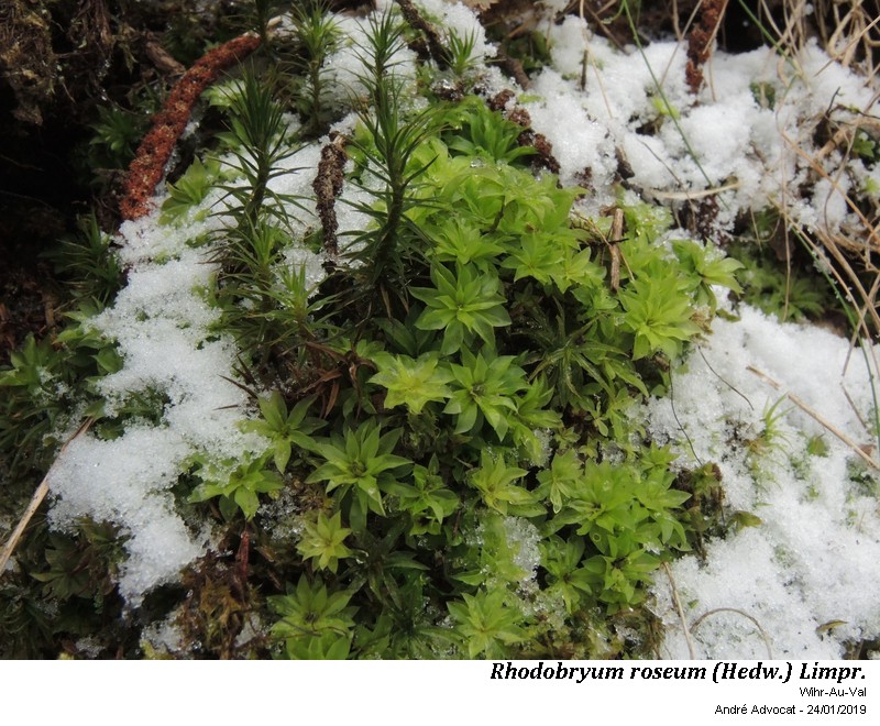 Rhodobryum roseum (Hedw.) Limpr. #57421