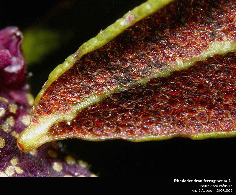 Rhododendron ferrugineum L. #11774