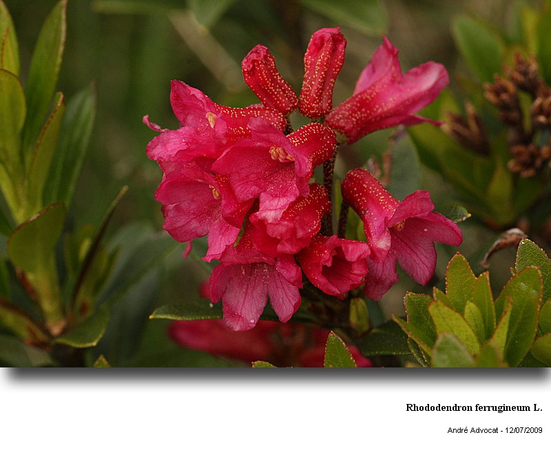 Rhododendron ferrugineum L. #11658