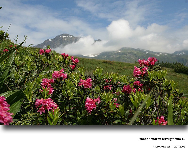 Rhododendron ferrugineum L. #11656