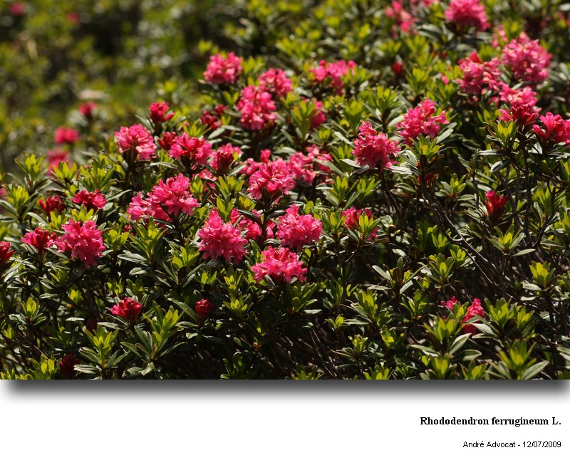 Rhododendron ferrugineum L. #11657