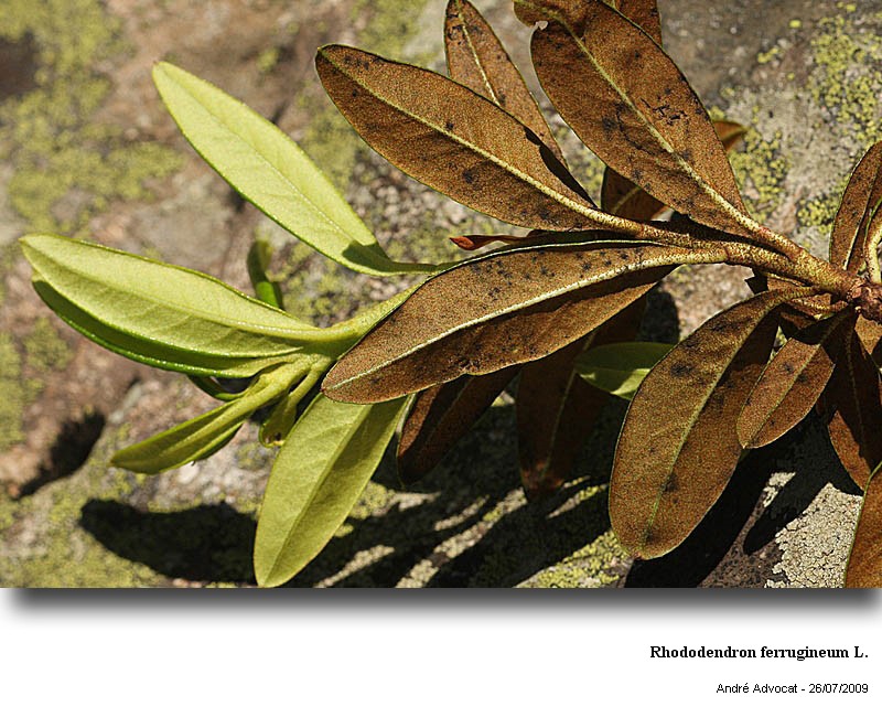 Rhododendron ferrugineum L. #11777