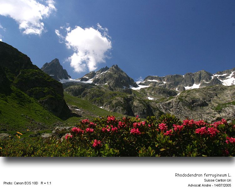 Rhododendron ferrugineum L. #20355