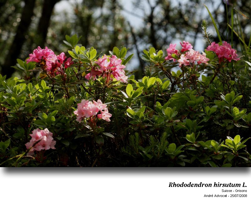 Rhododendron hirsutum L. #53658