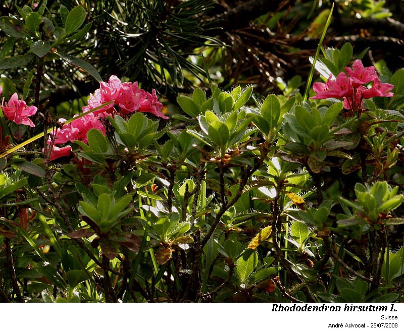 Rhododendron hirsutum L. #53659