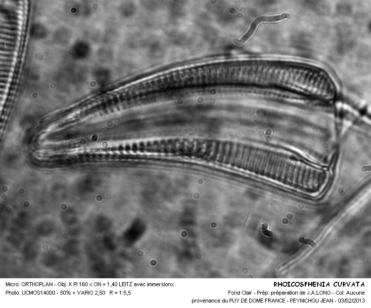 RHOICOSPHENIA  CURVATA #29741