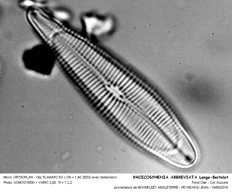 RHOICOSPHENIA ABBREVATA Lange-Bertalot #45795
