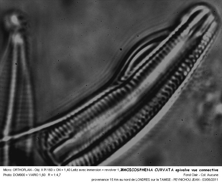 Rhoicosphenia abbreviata (C.Agardh)Lange Bertalot #22600