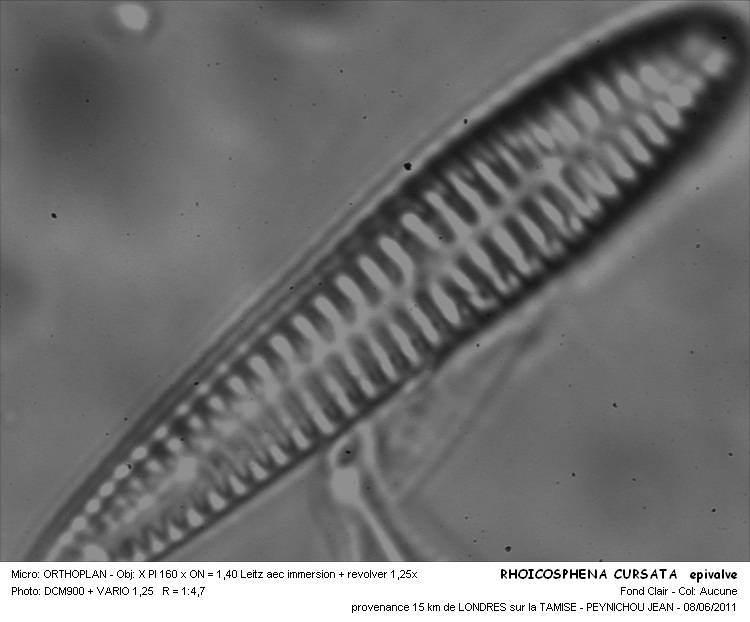 Rhoicosphenia abbreviata (C.Agardh)Lange Bertalot #22645