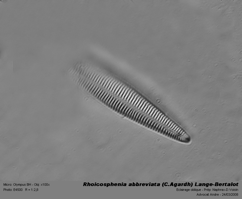 Rhoicosphenia abbreviata (C.Agardh) Lange-Bertalot #3003