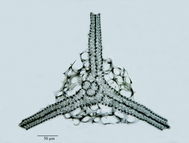 Rhopalastrum anomalum Sutton #21104