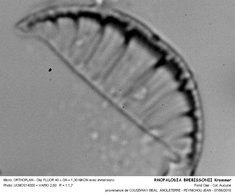 RHOPALODIA BREBISSONII Krammer #45591