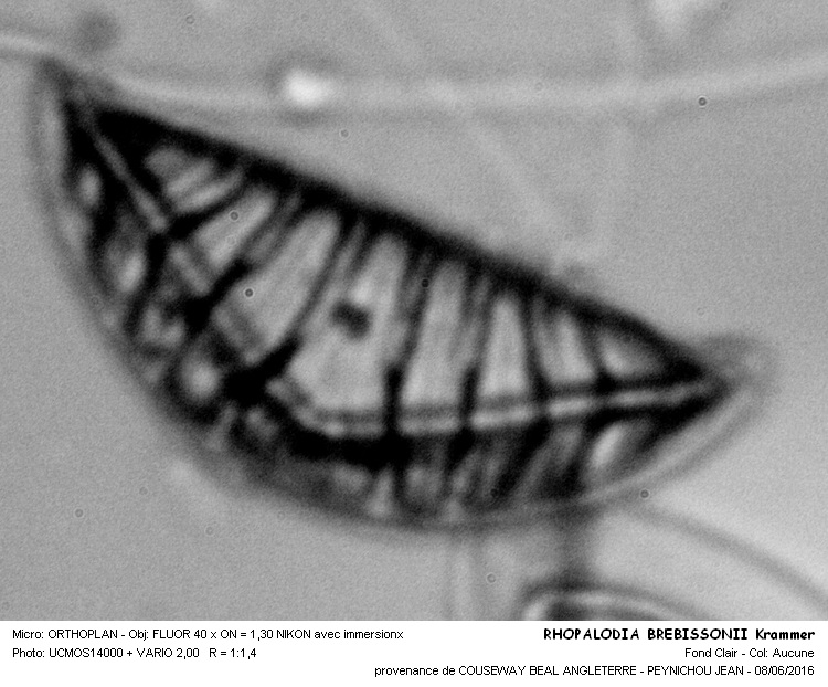 RHOPALODIA BREBISSONII Krammer #45596