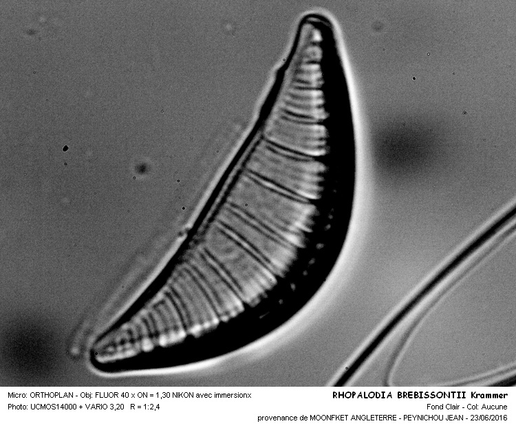 RHOPALODIA BREBISSONII Krammer #45872