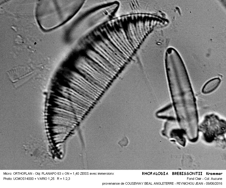 RHOPALODIA BREBISSONII Krammer #45607