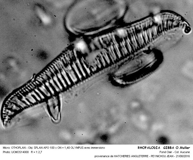 RHOPALODIA GIBBA O.Müller #46598