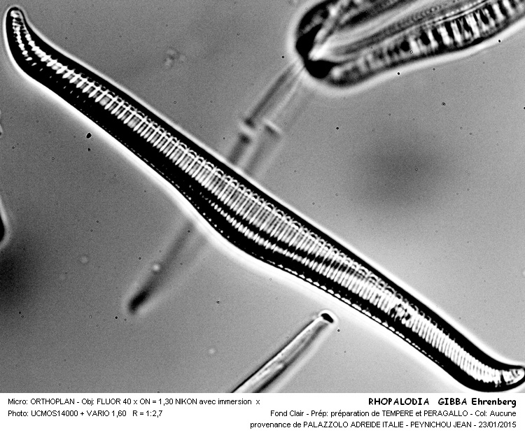 Rhopalodia gibba Ehrenberg #40498