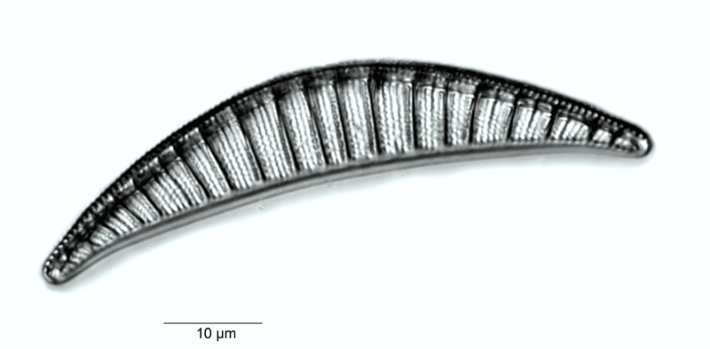 Rhopalodia gibberula #55530