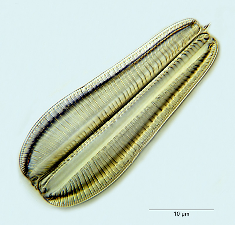 Rhopalodia hirundiformis O. Müller #26476