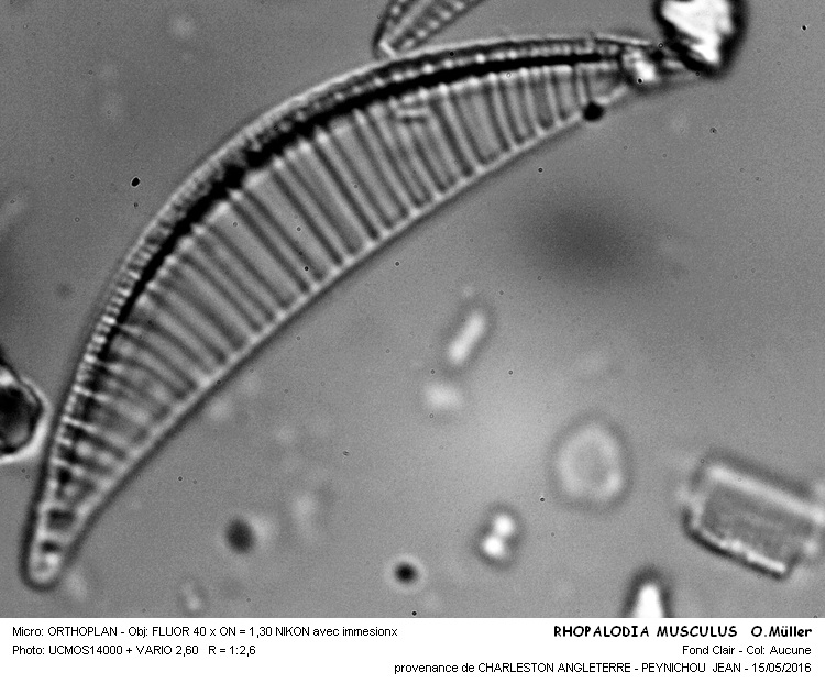 RHOPALODIA MUSCULUS  O.Müller #45153
