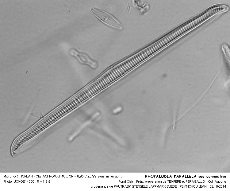 RHOPALODIA PARALLELA vue connective #39187