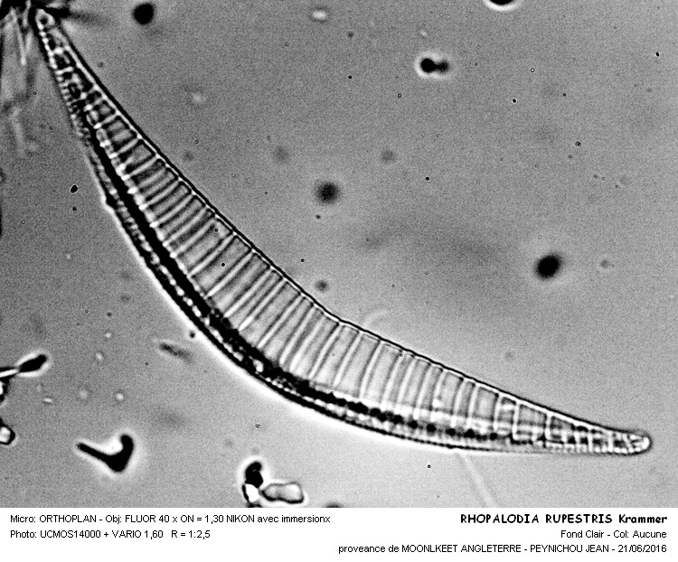 RHOPALODIA RUPESTRIS Krammer #45840