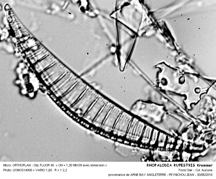 RHOPALODIA RUPESTRIS Krammer #45929