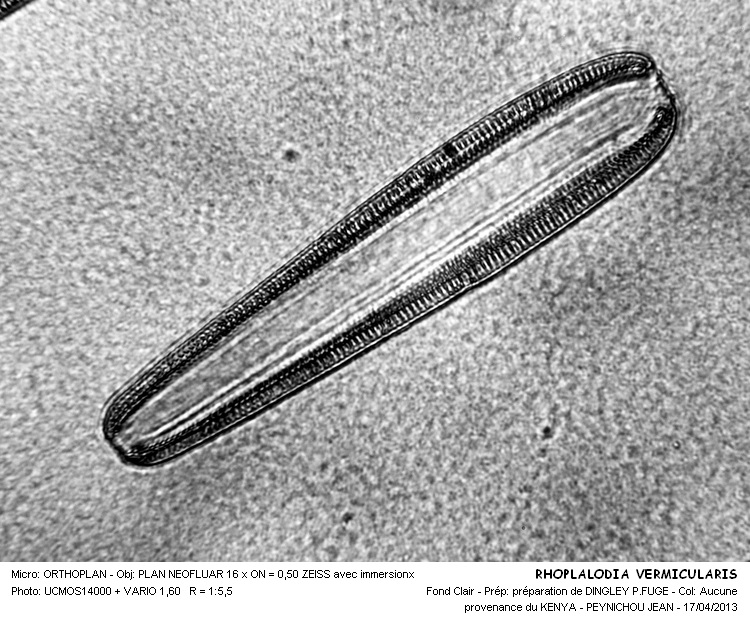 Rhopalodia Vermicularis #30695