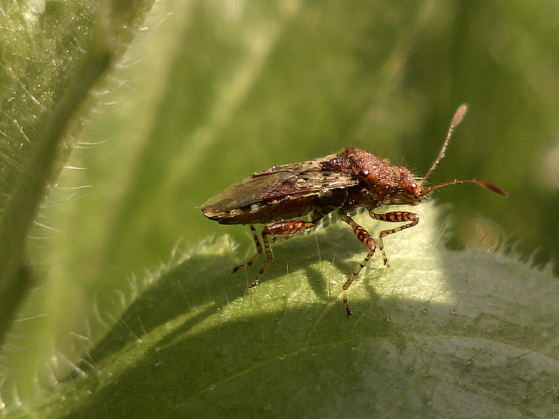 Rhopalus subrufus #31175