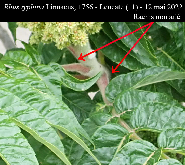 Rhus typhina #76957