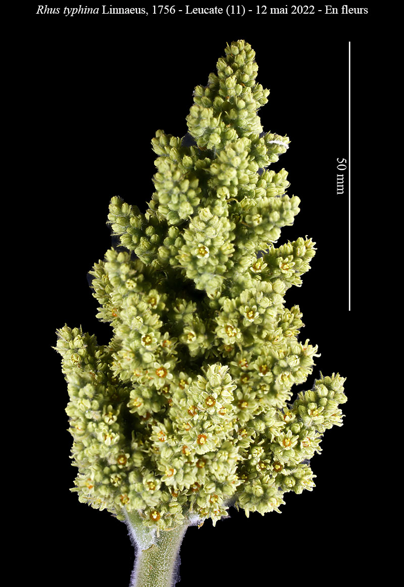 Rhus typhina #76959