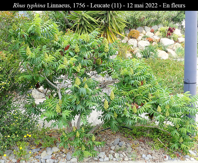 Rhus typhina #76955